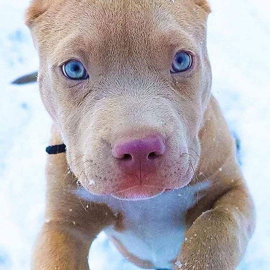 Стаффордширский терьер булли