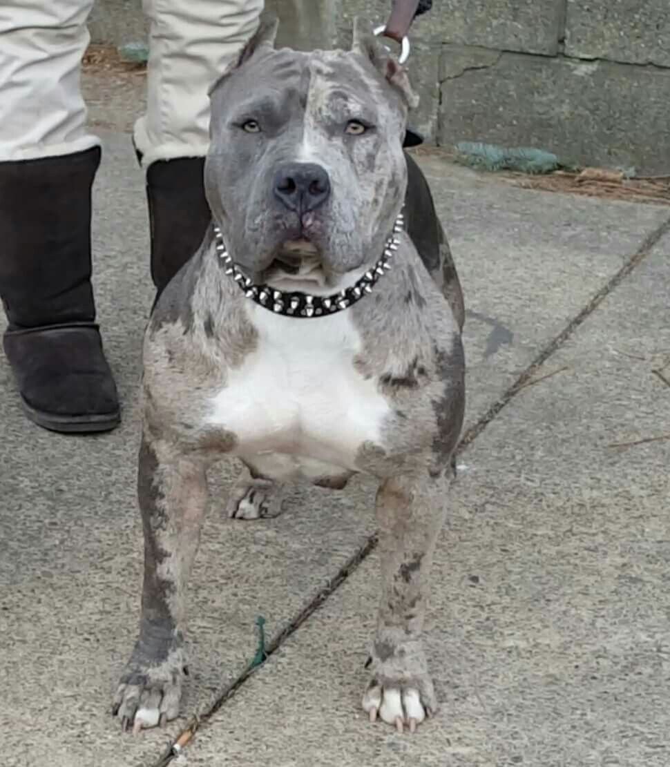 Окрас Мерль у собак американский булли