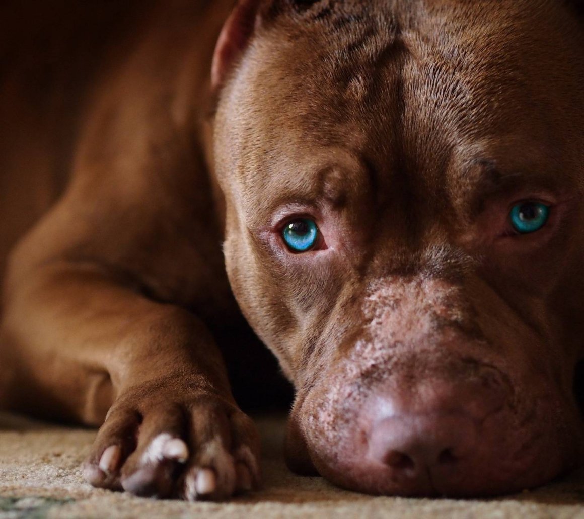 Американский бандог бультерьер