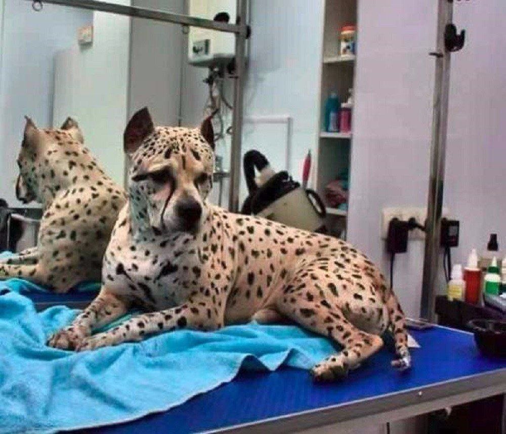 Албанский питбуль пятнистый