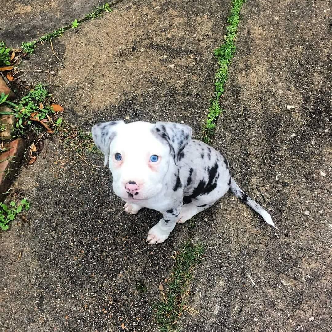 Албанский питбуль Мерль