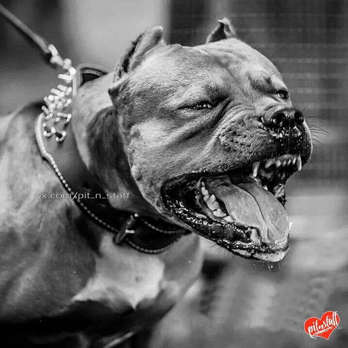 Стаффордширский терьер мощный