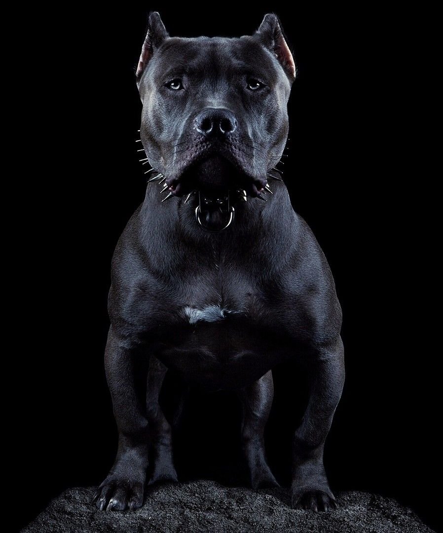 Булли Мерль