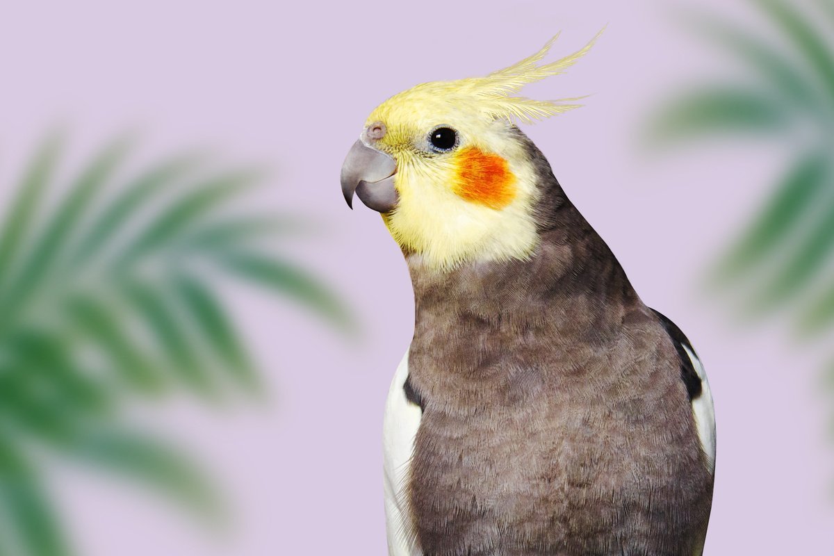 Cinnamon Cockatiel