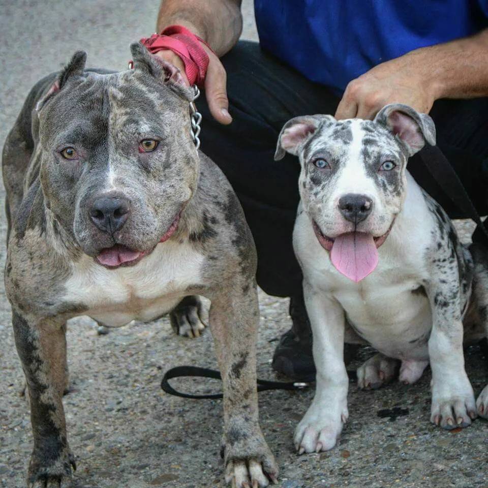 Булли Мерль