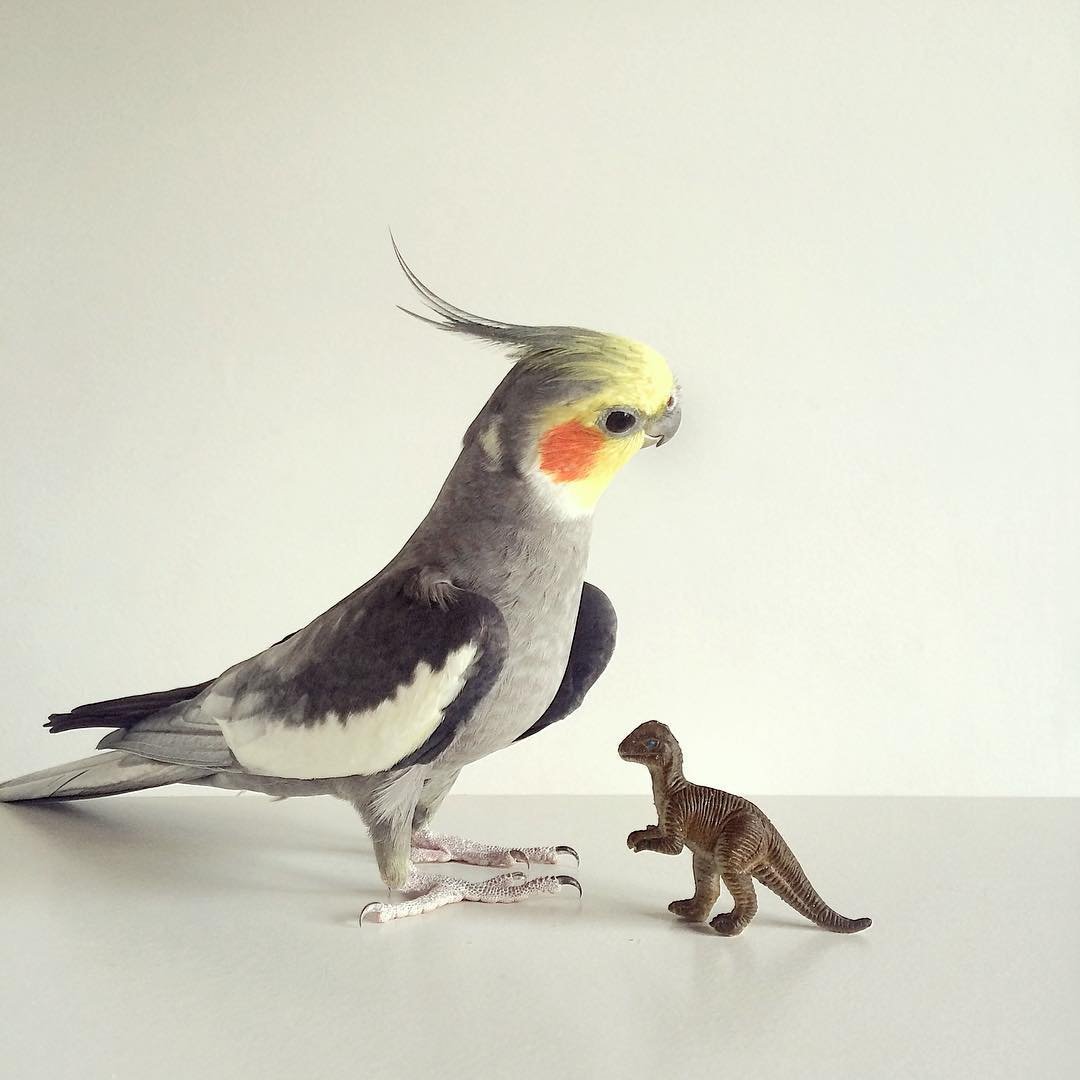 Попугай корелла самка и самец