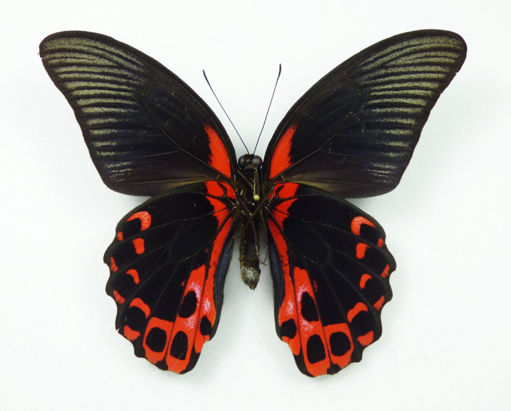 Papilio Rumanzovia бабочка