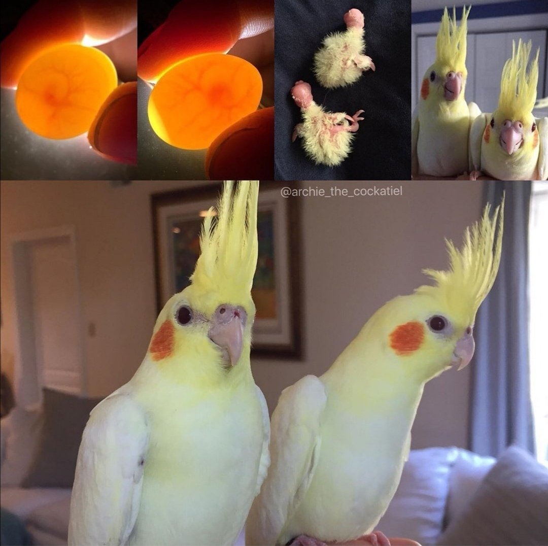 Попугаи неразлучники и корелла.