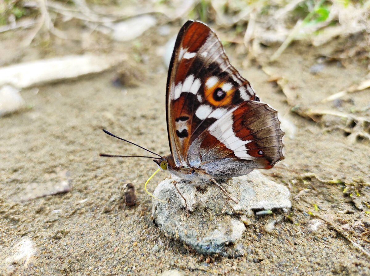Переливница дневная бабочка