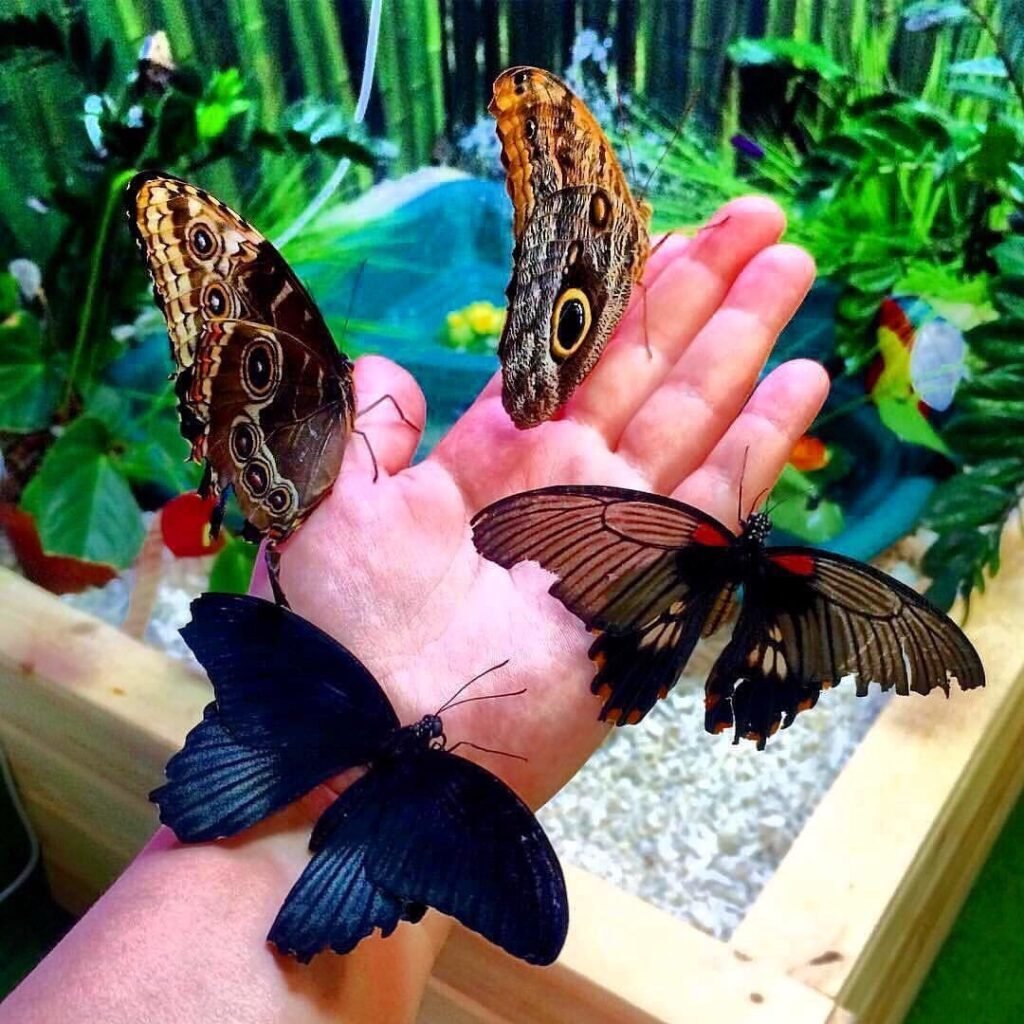 Музей живых бабочек в Санкт-Петербурге