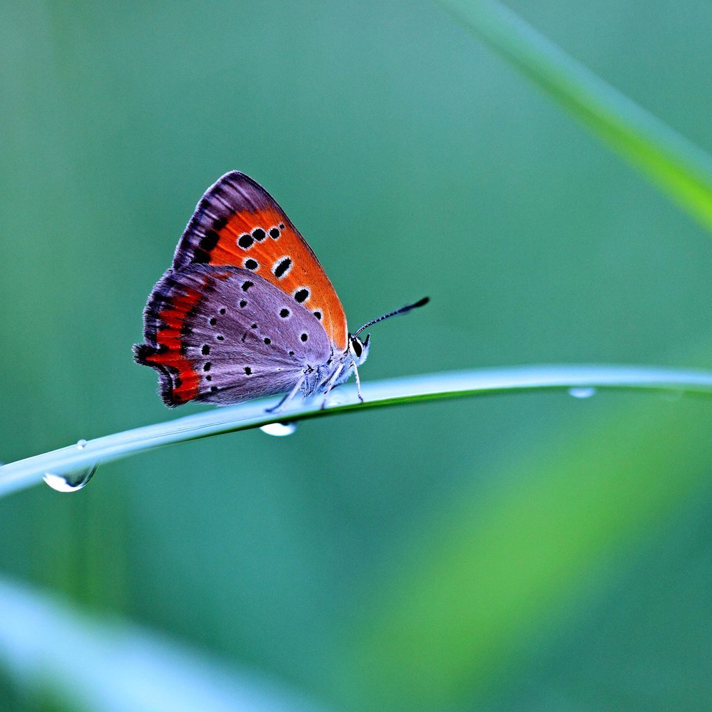 Контрастная бабочка