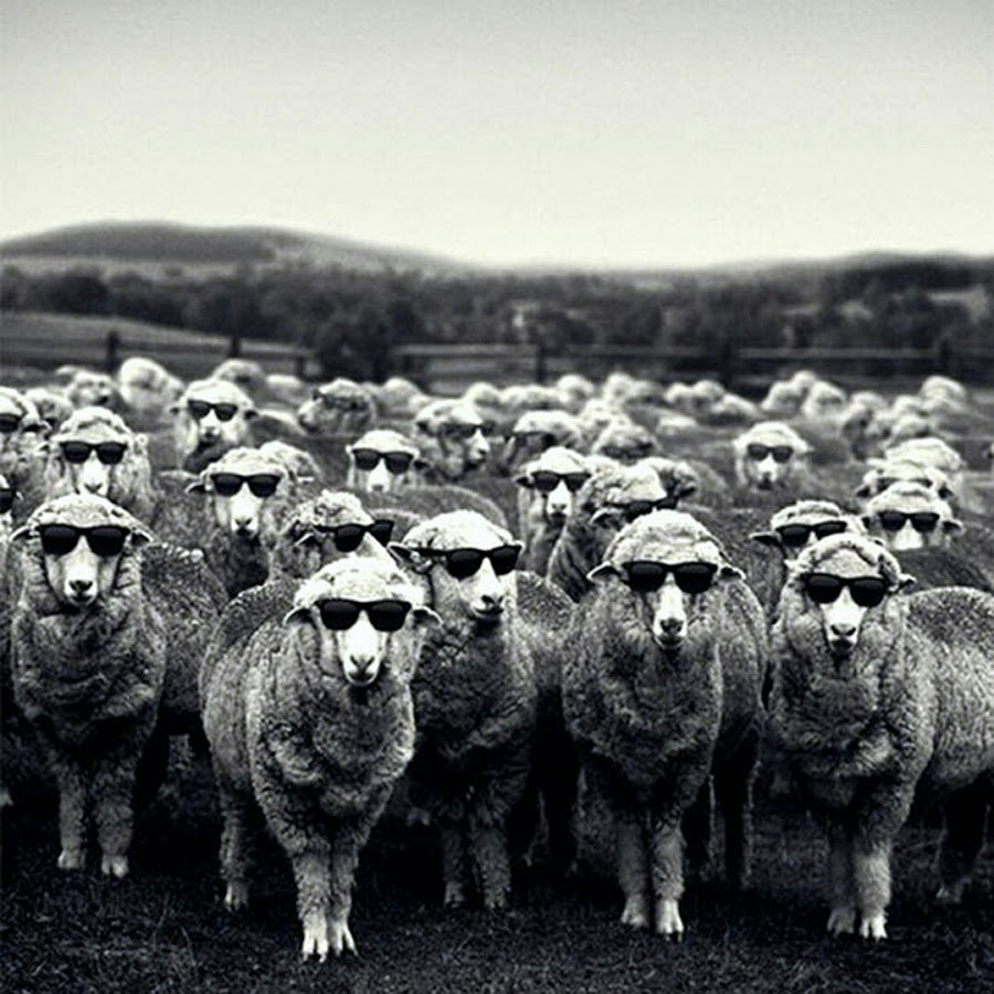 Каракульская овца