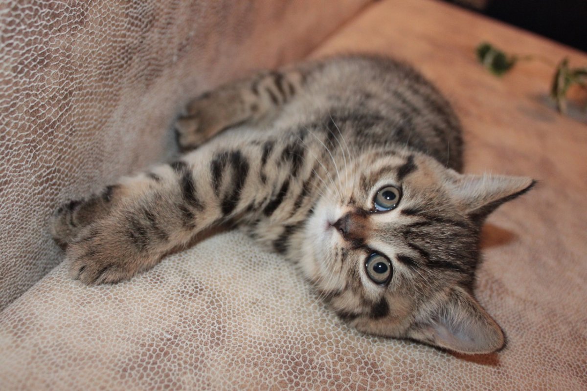 Браун табби тикированный