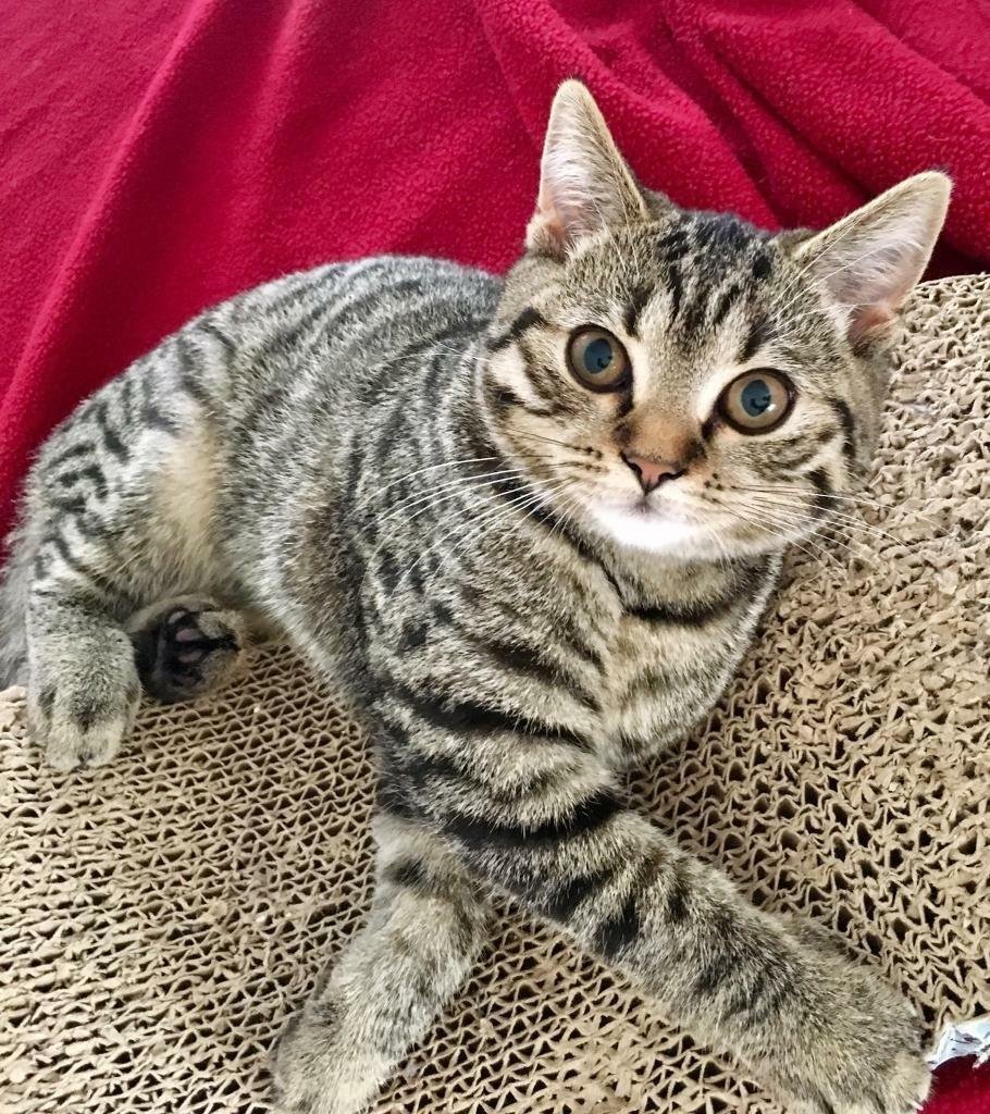 Табби макрель полосатый