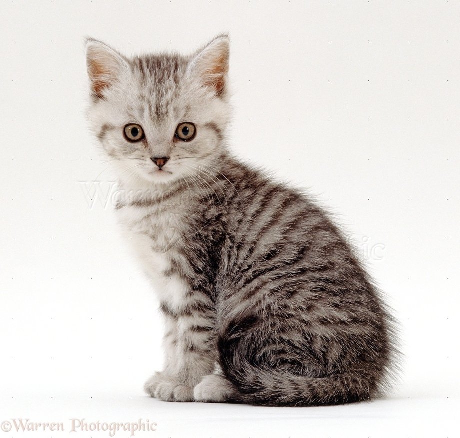 Британец котенок серый полосатый