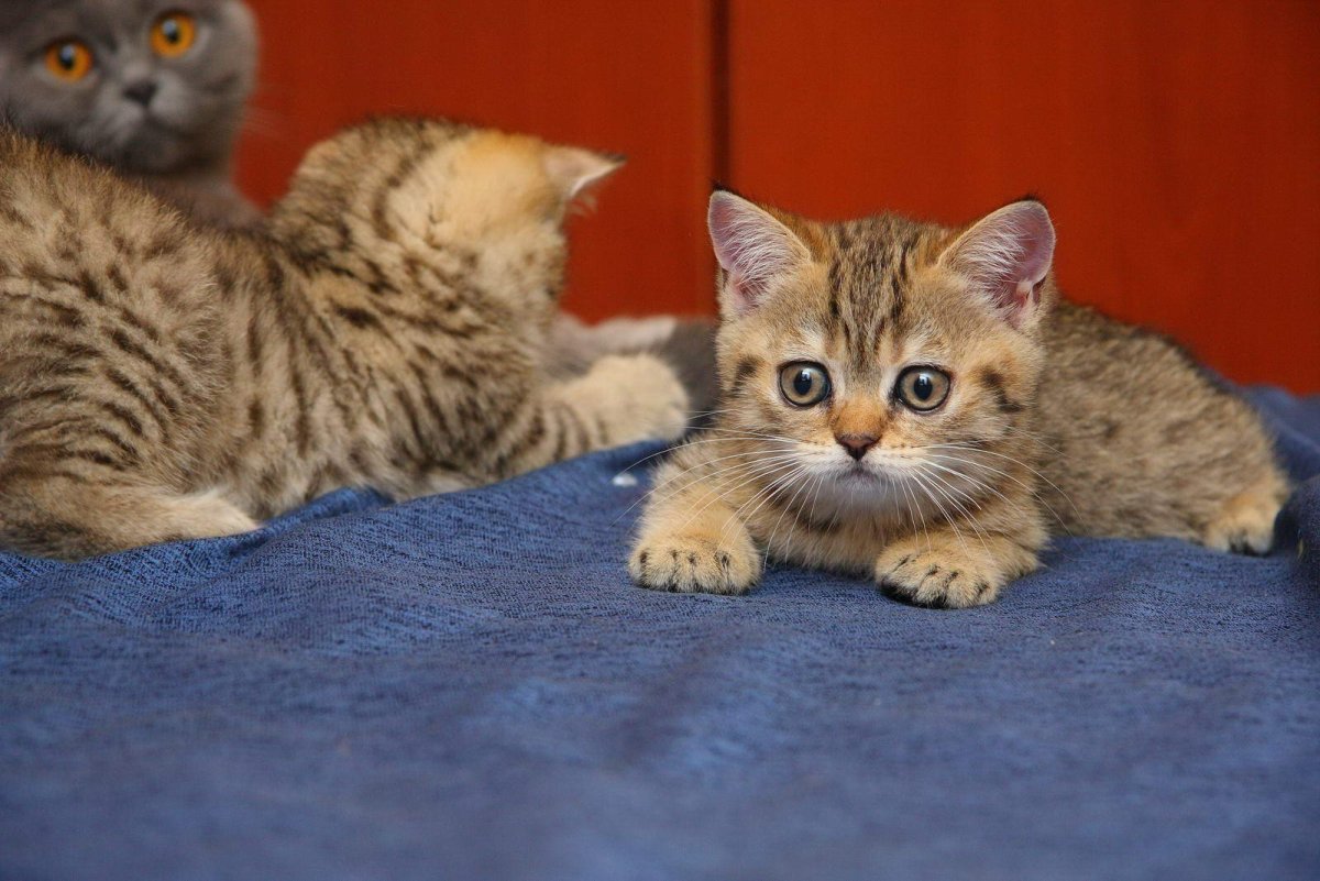 Шотландская шиншилла табби