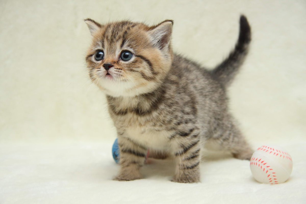 Британец Браун табби