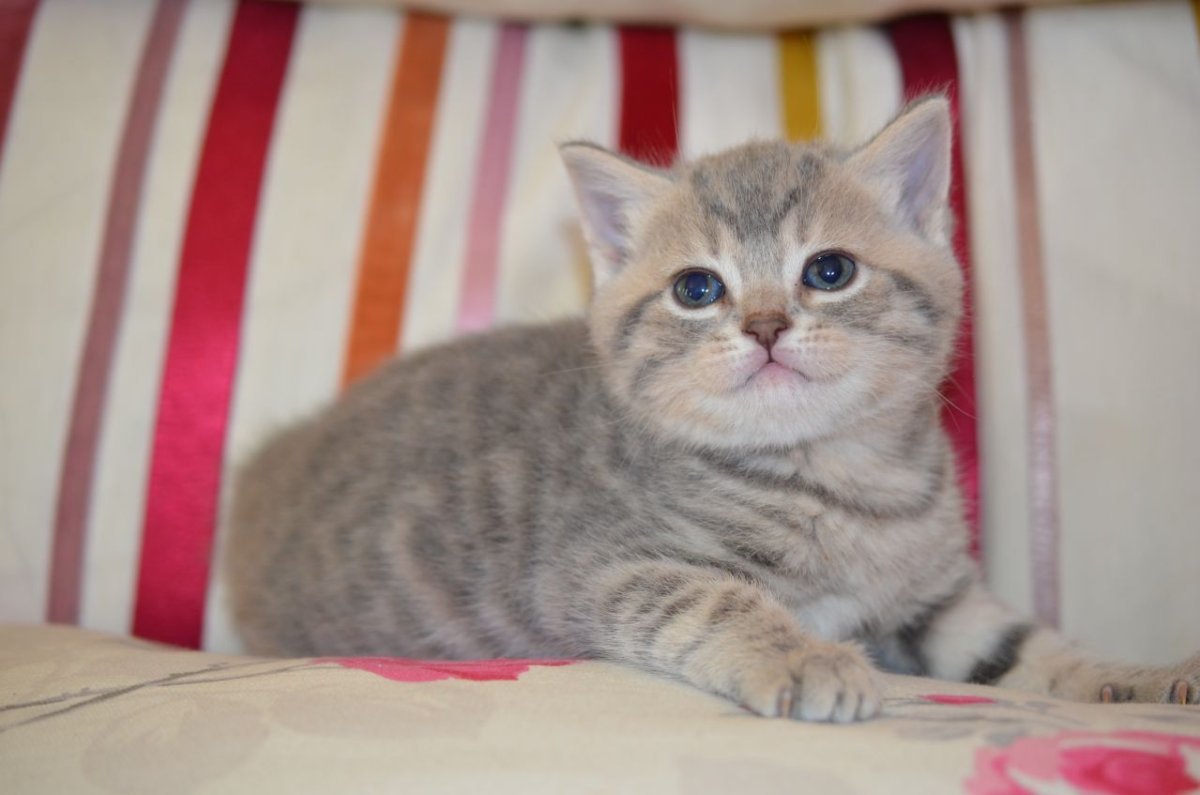 Шотландская скоттиш страйт голубой табби