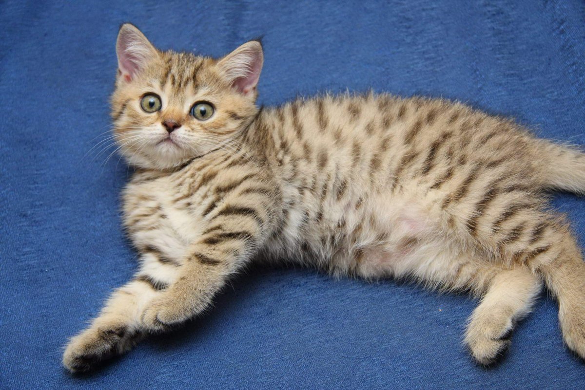 Шотландская короткошерстная табби