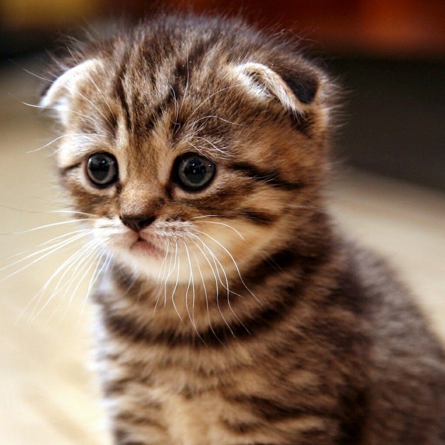 Шотландская вислоухая табби Браун