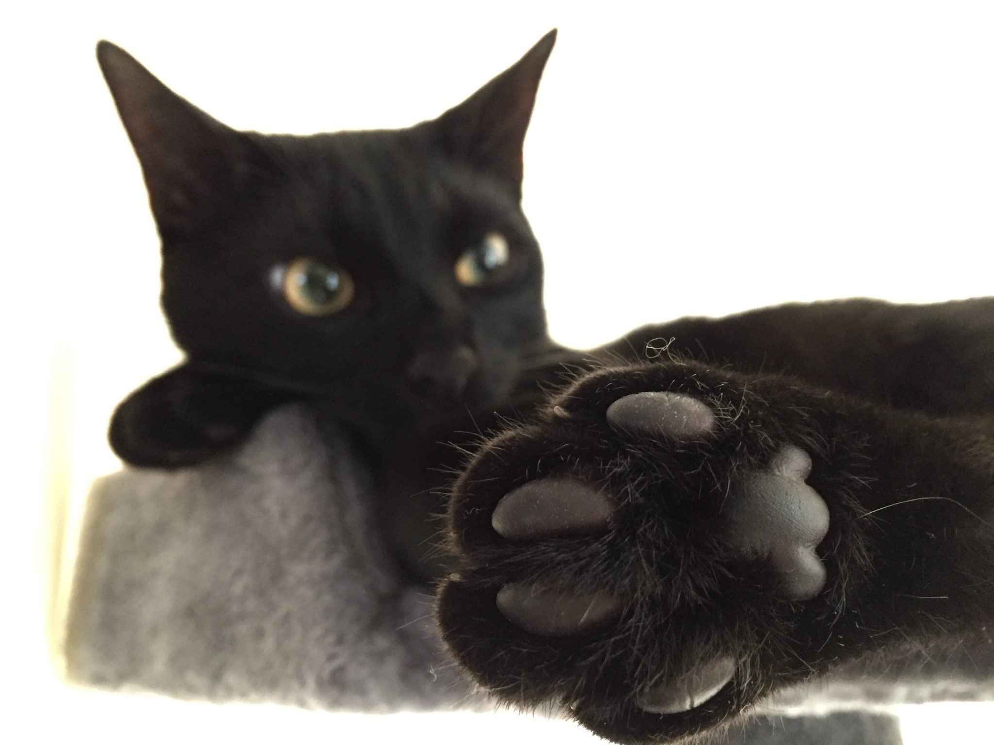 Лапка черного кота. Чёрный кот. Кошачья лапа черные подушечки. Черная лапка кота. Подушечки для кошек.