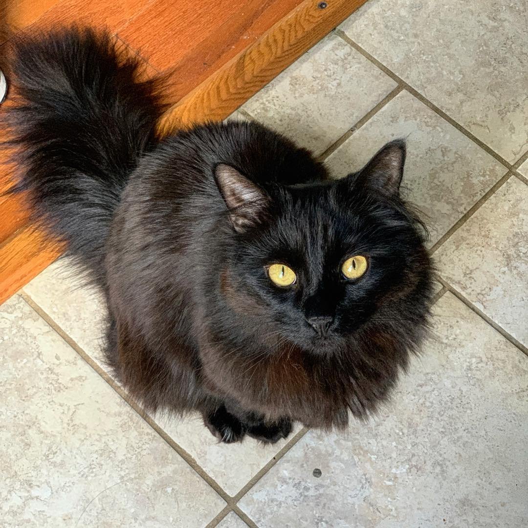 Шантильи-Тиффани порода кошек