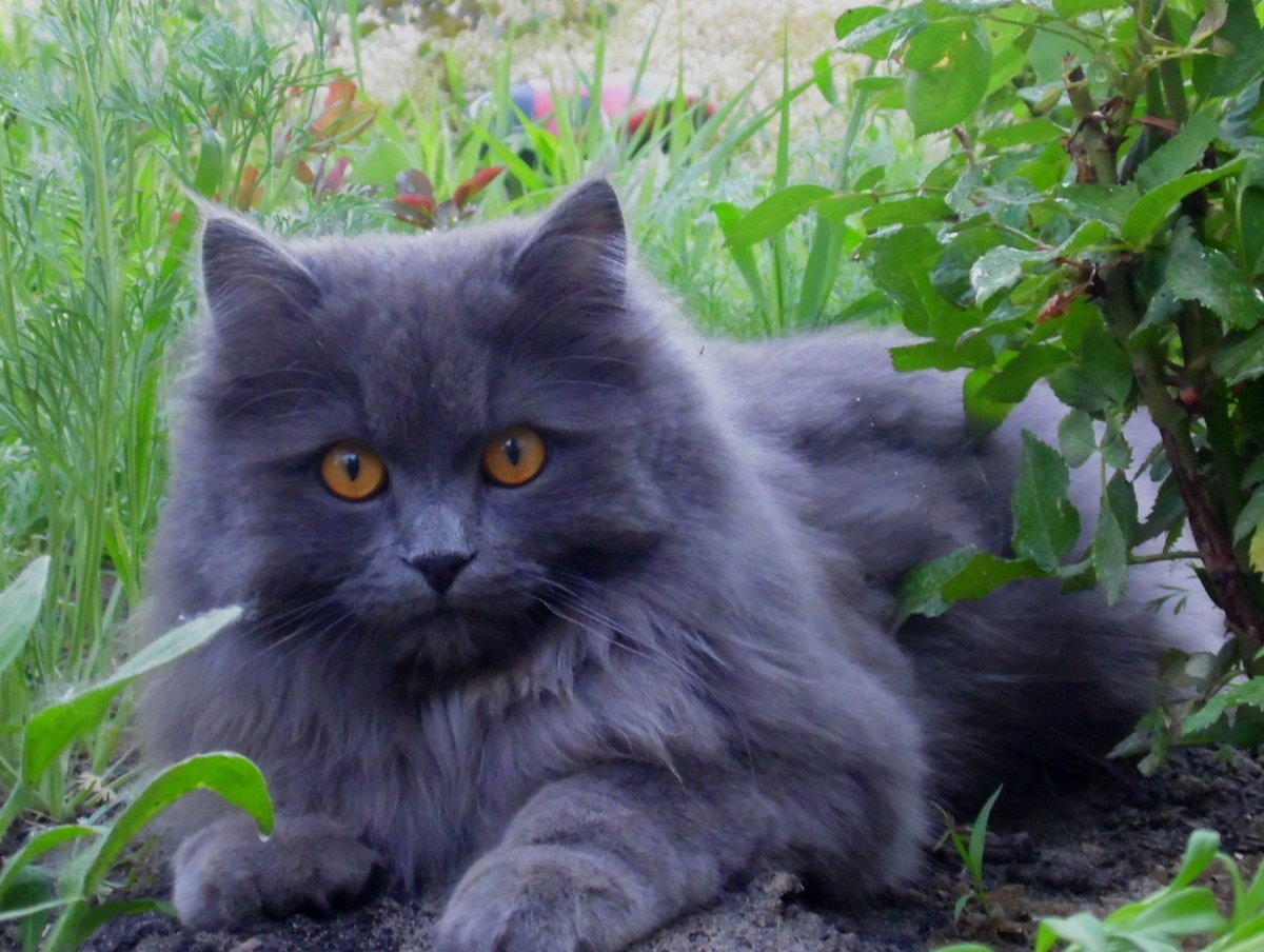 Шантильи Тиффани кошка рисунок