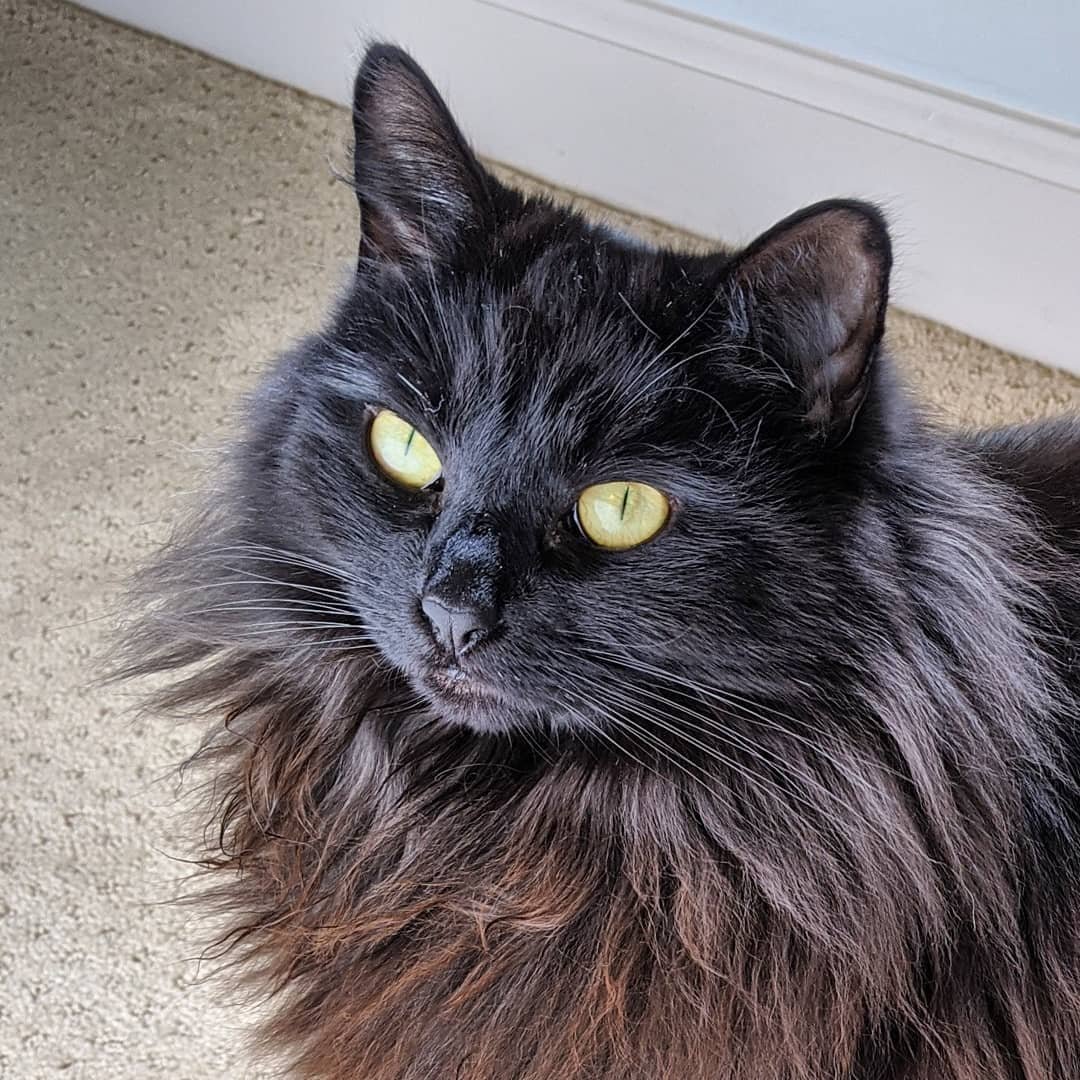 Шантильи Тиффани метис Сибирская