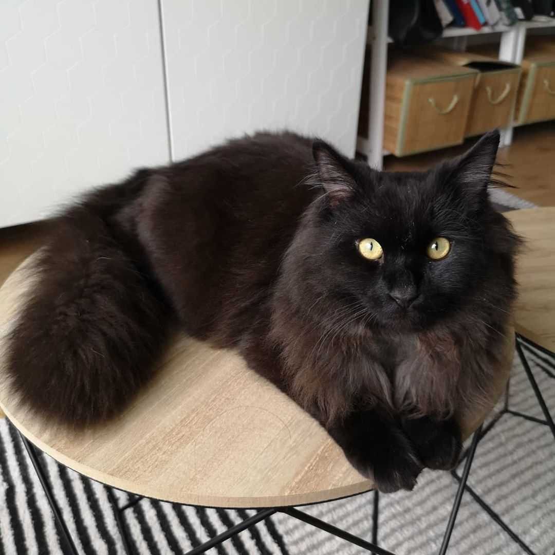 Шантильи Тиффани порода