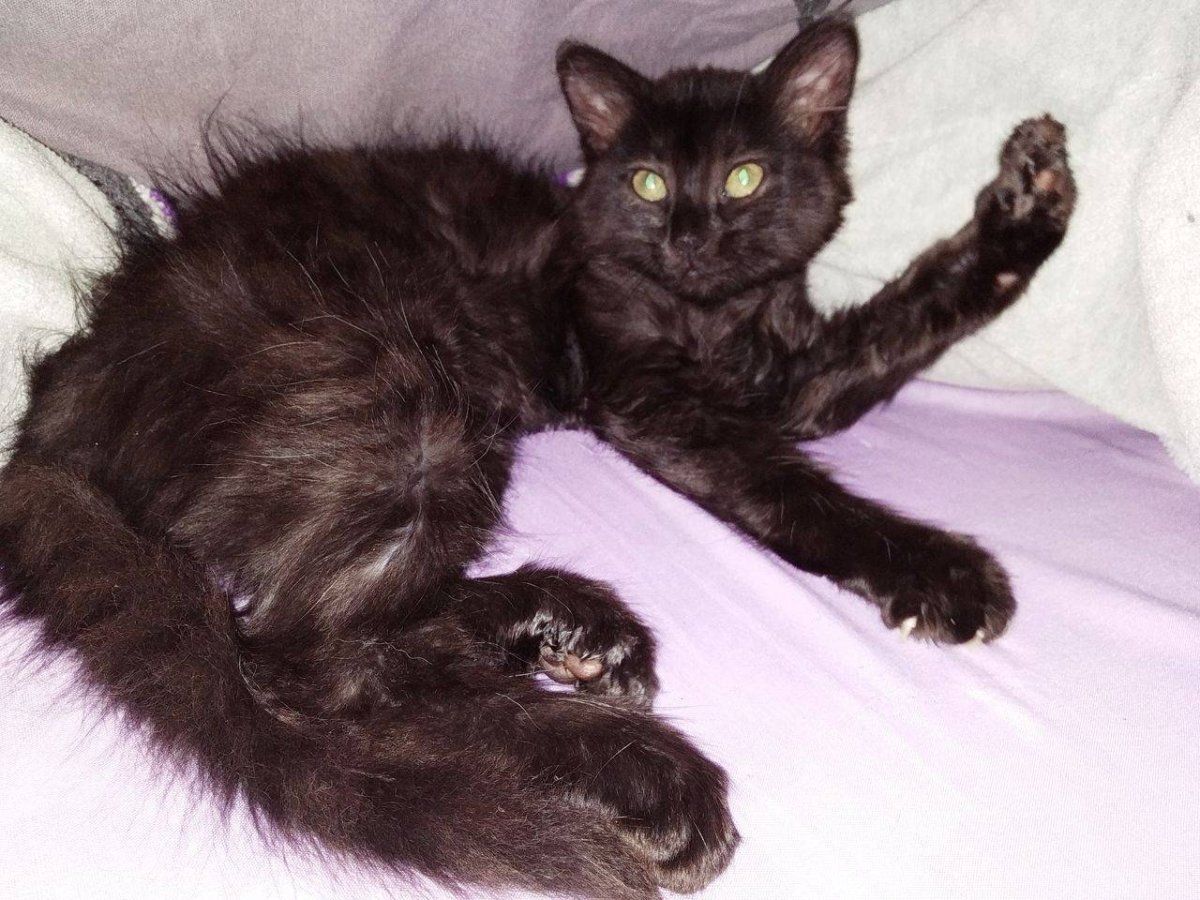 Шантильи Тиффани черепаховая