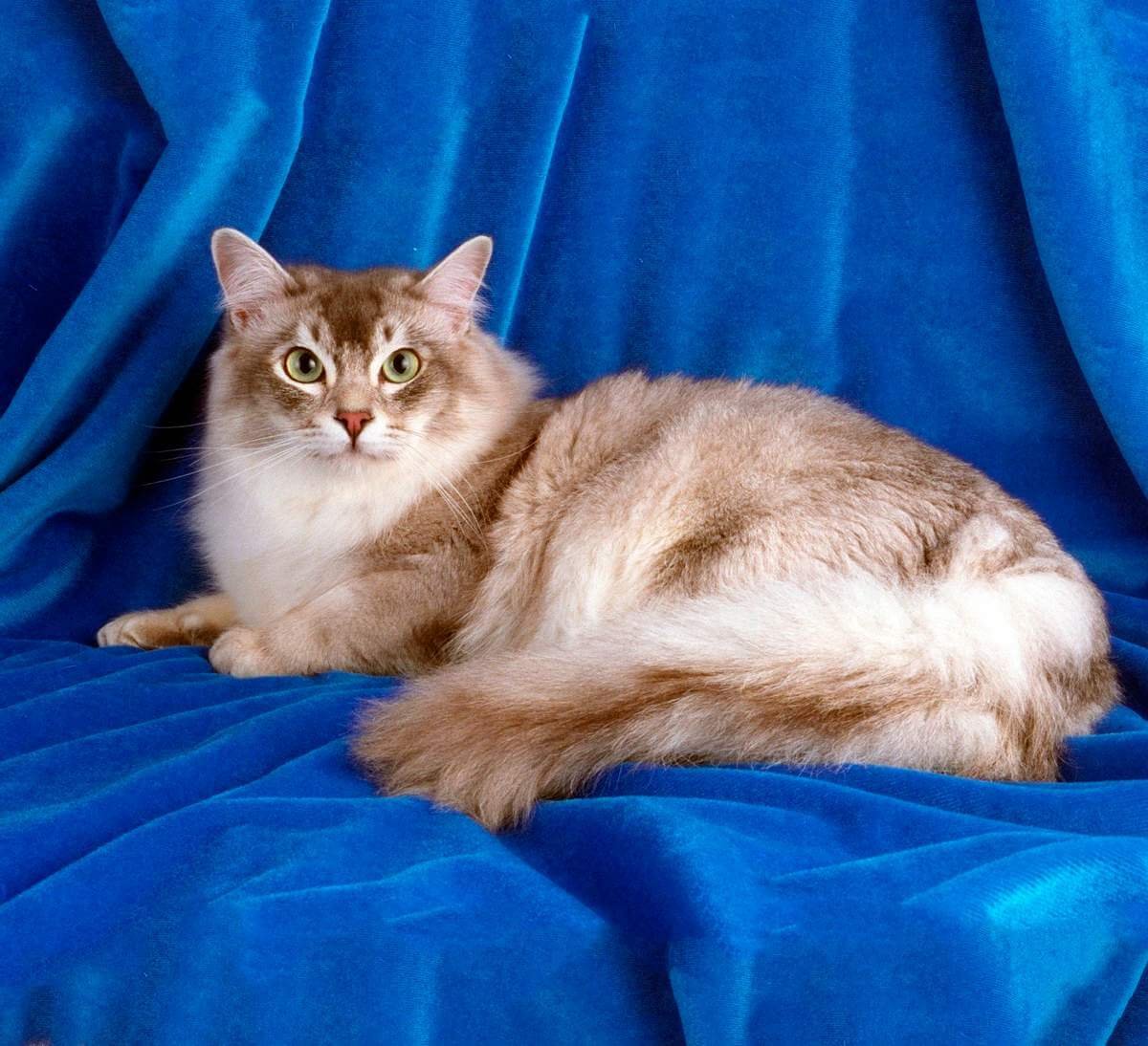 Шантильи Тиффани метис Сибирская