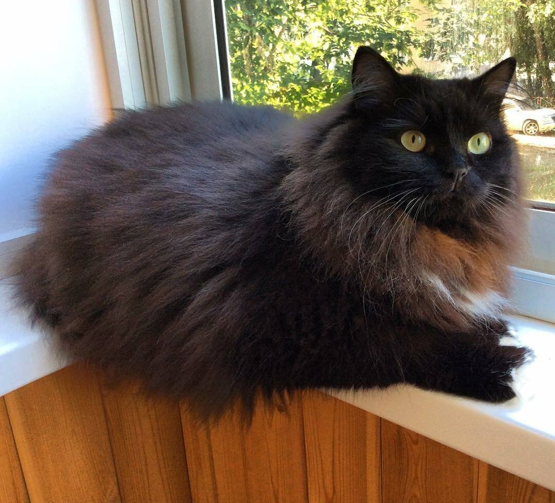 Шантильи Тиффани порода