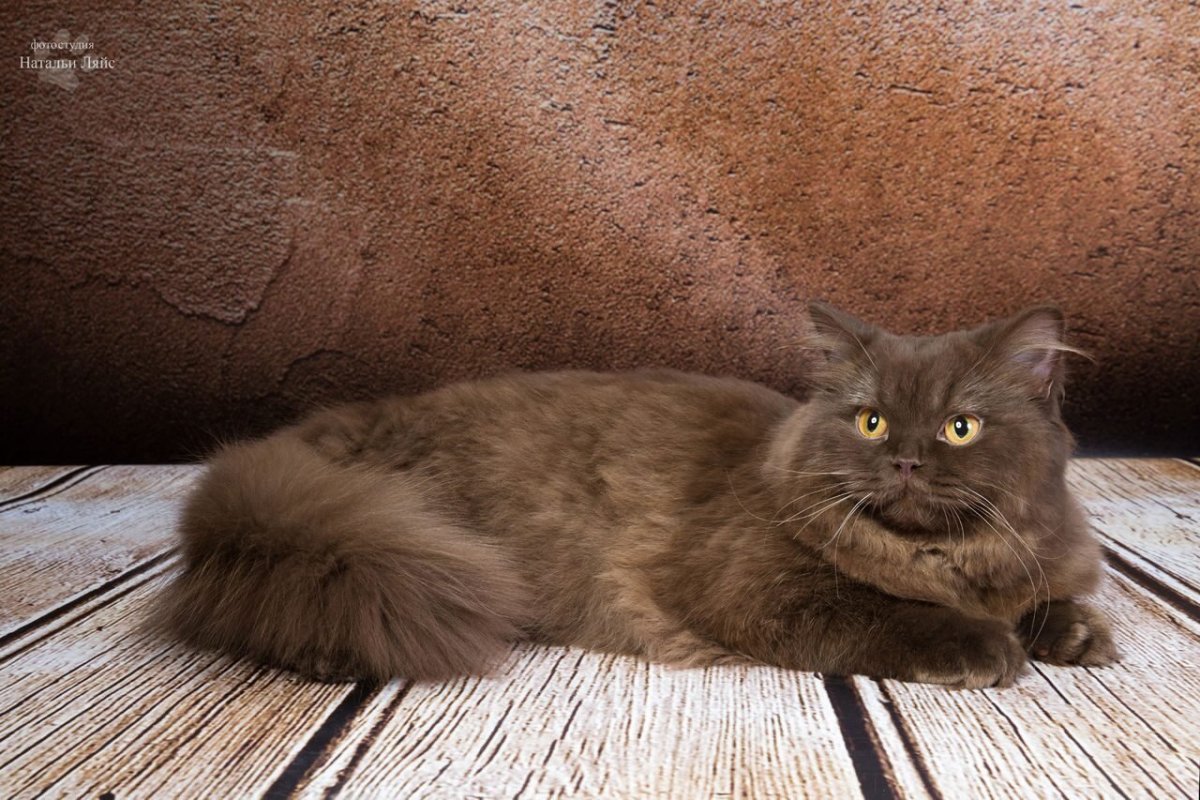 Шантильи Тиффани порода