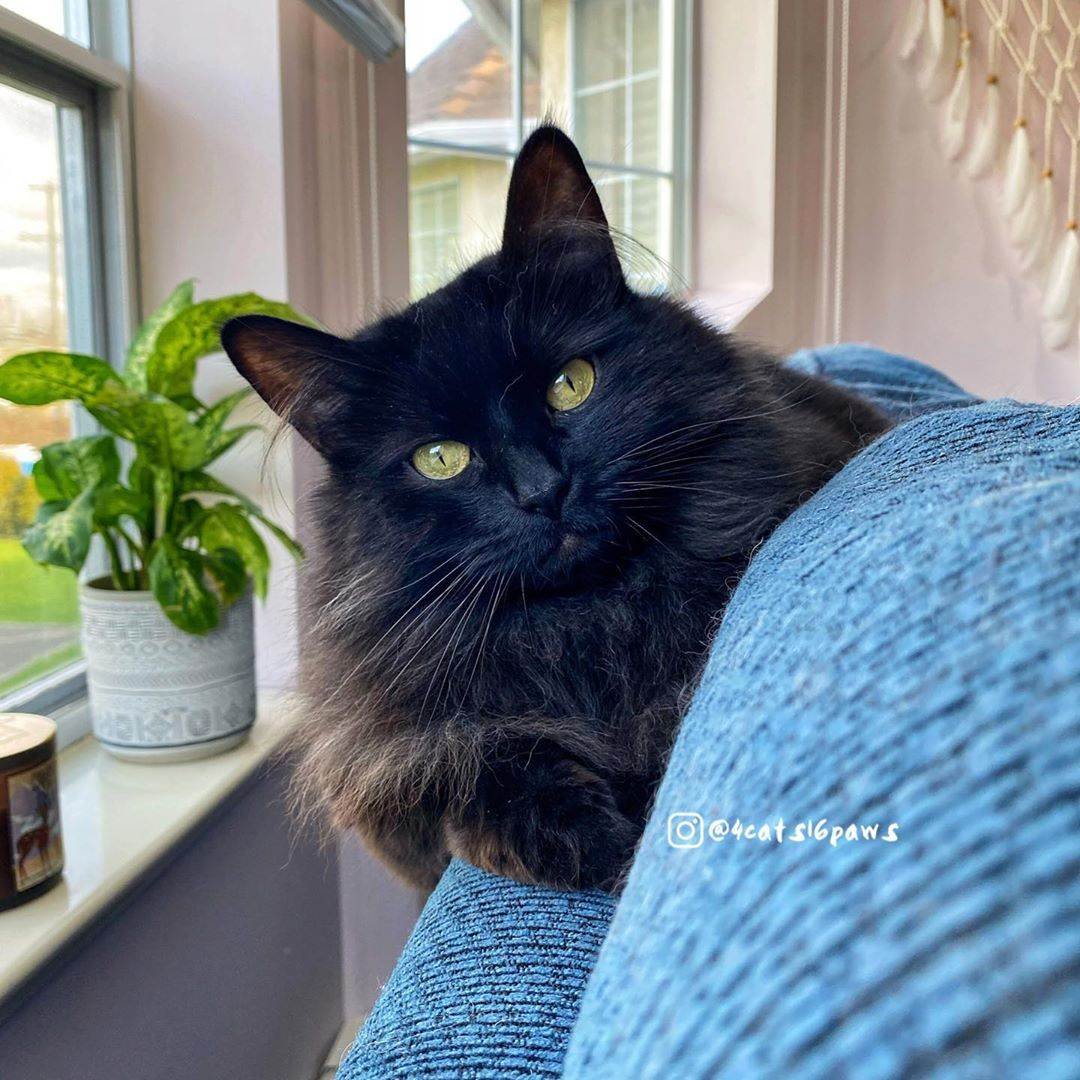 Шантильи Тиффани серый