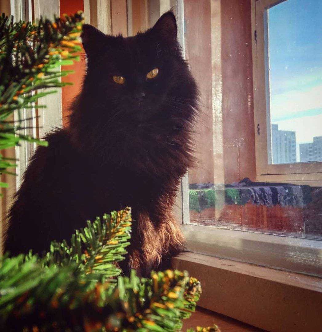 Йоркская шоколадная кошка