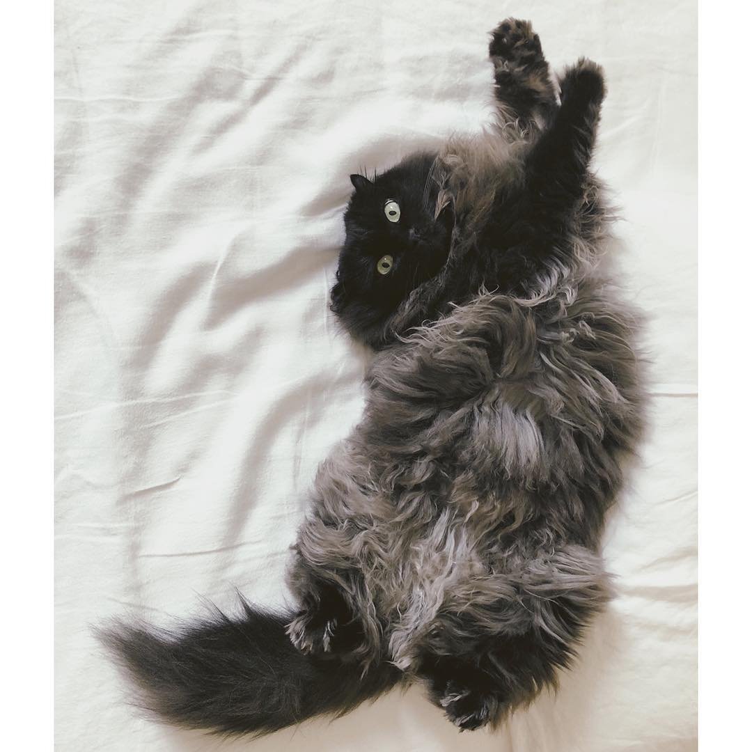 Шантильи Тиффани серый