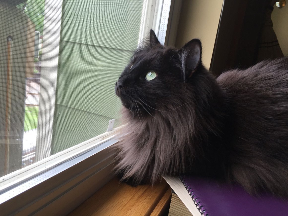 Тиффани шантильи черный