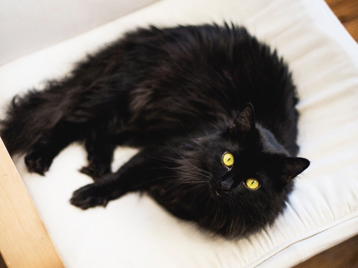 Бурмилла длинношерстная