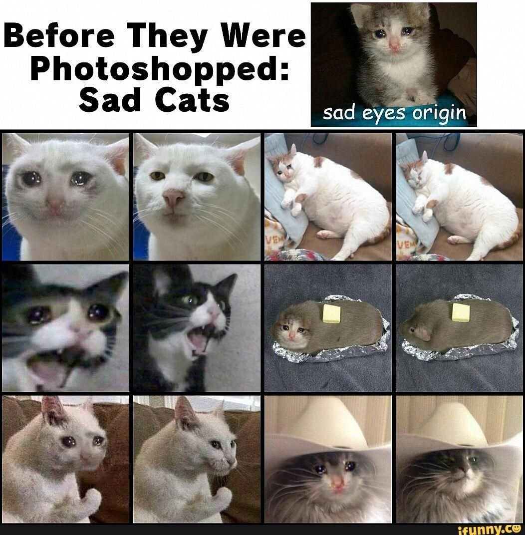 Коты из мемов