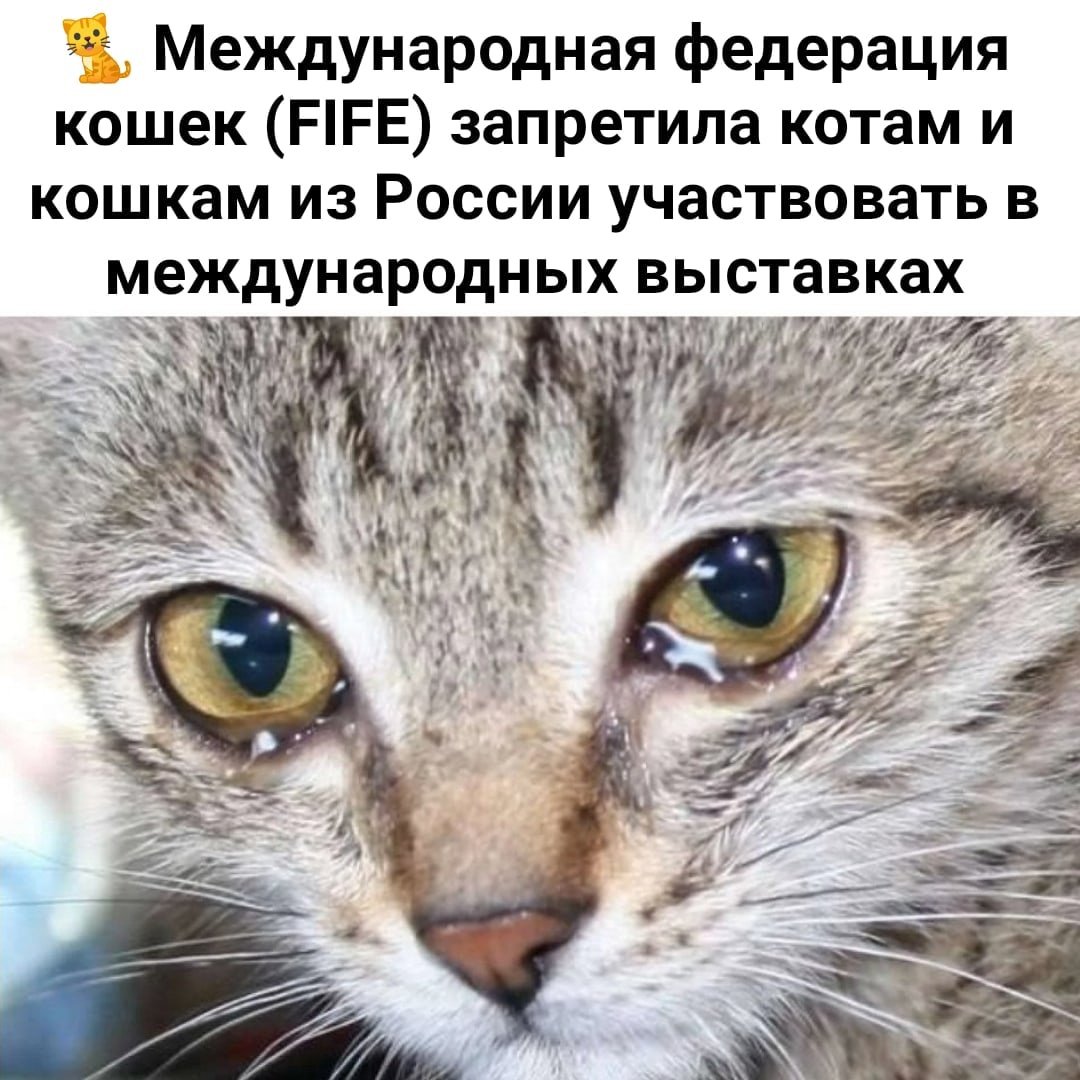 Кошка плачет