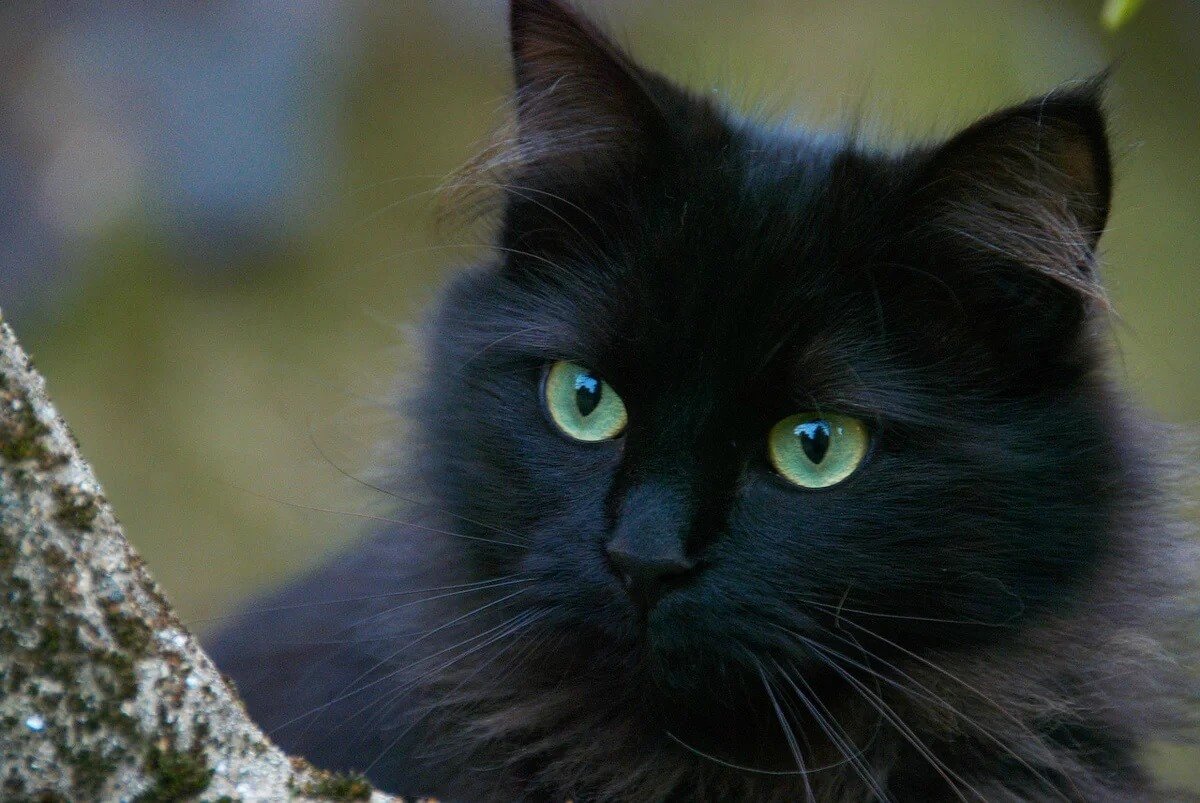 Шантильи Тиффани черепаховая