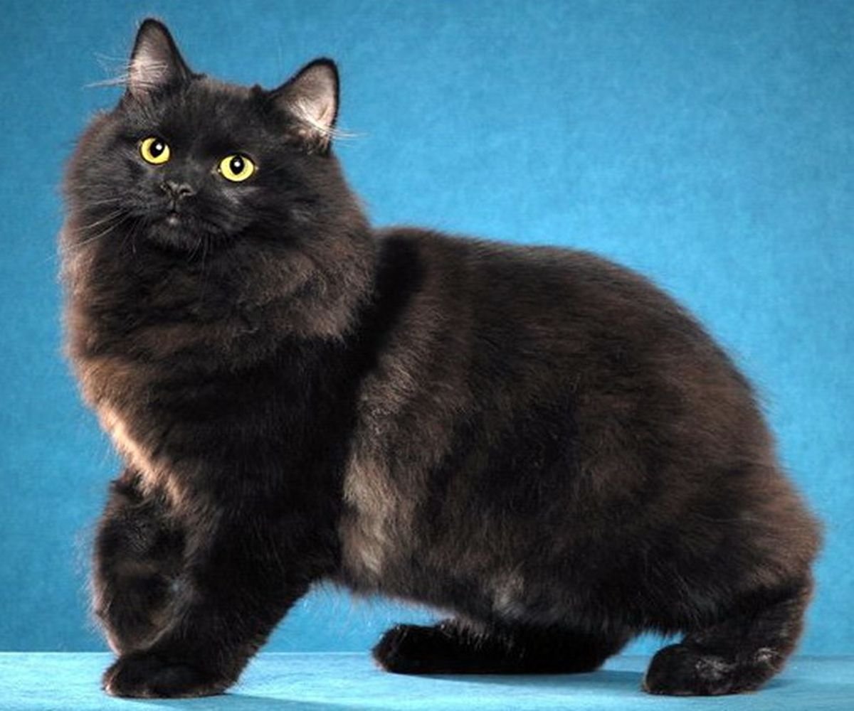 Шантильи Тиффани