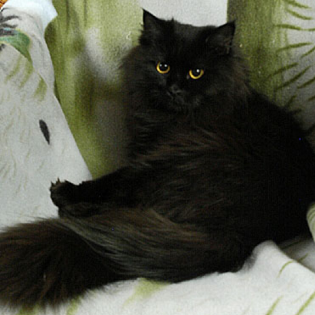 Шантильи Тиффани шоколадная