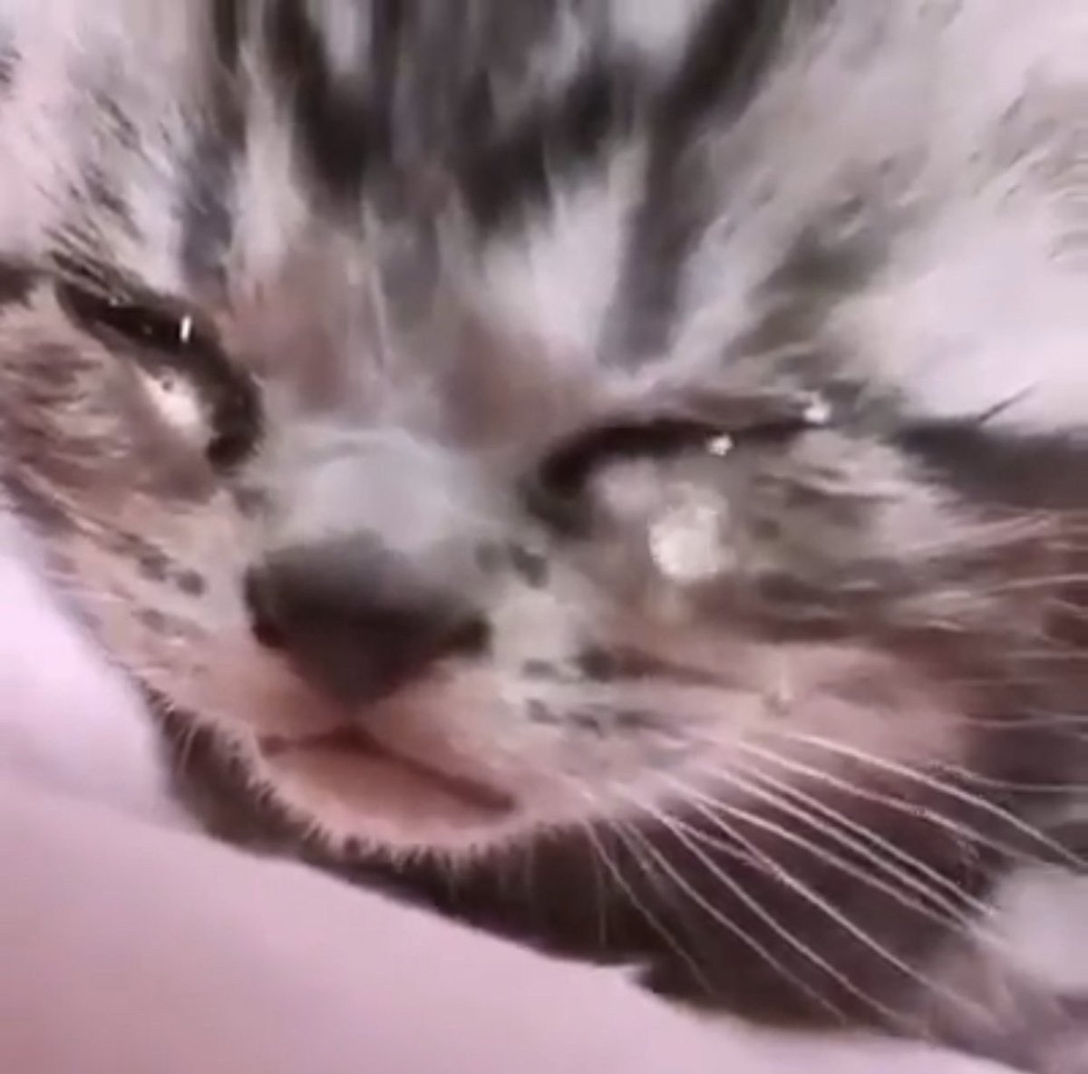 Кот плачет Мем