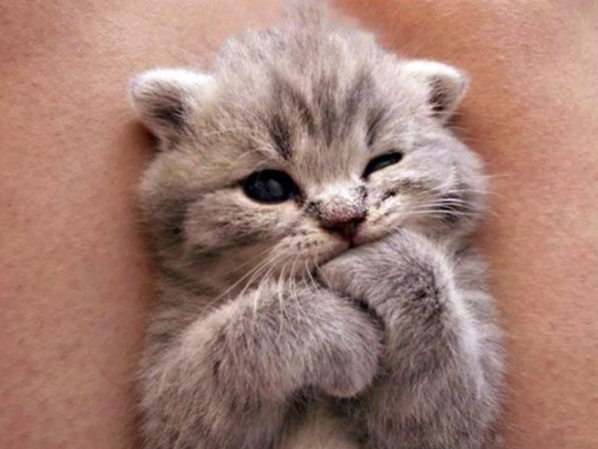 Кричащий Плачущий кот