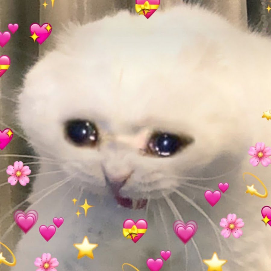 Грустный Бездомный кот