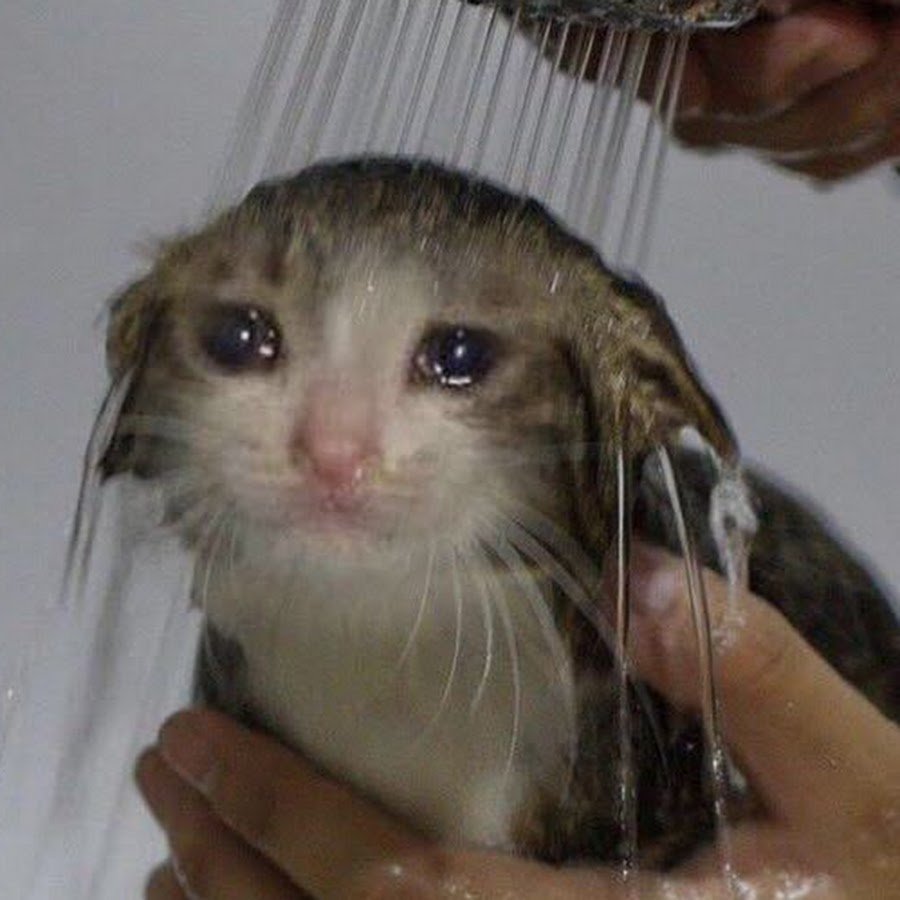 Котик в душе