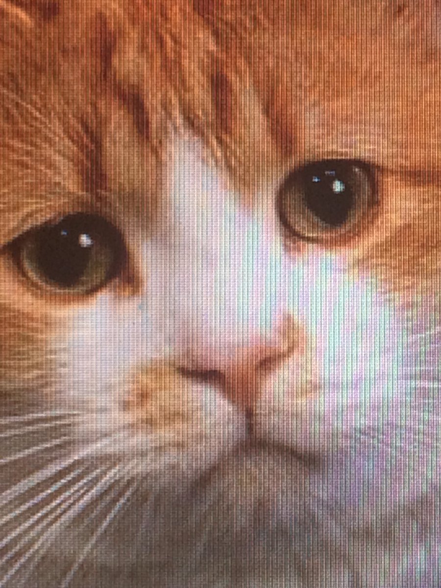 Плачущий котенок