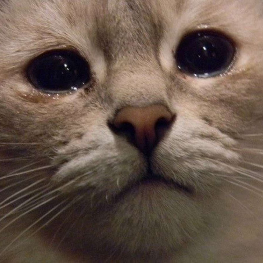 Плачущая кошка