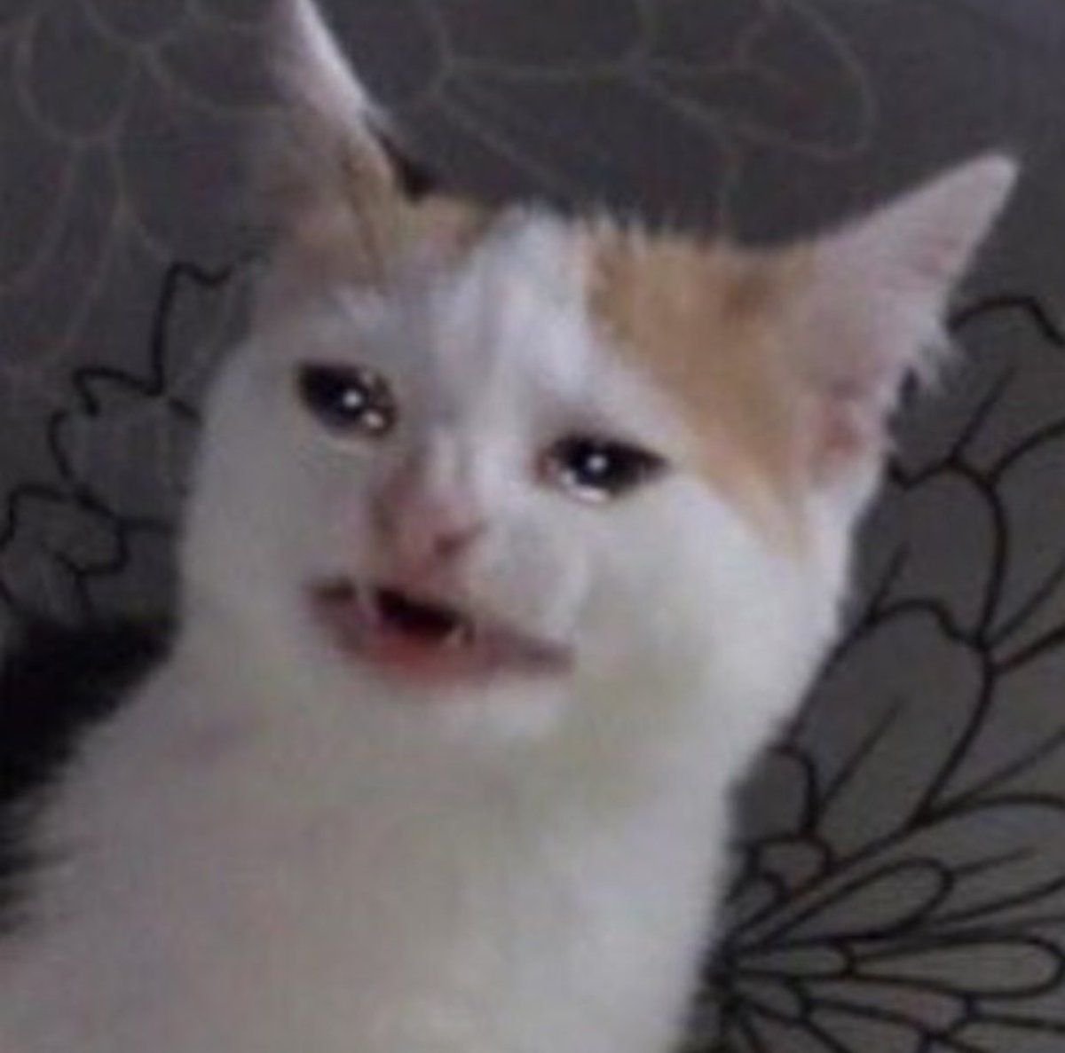 Грустный котик пикча